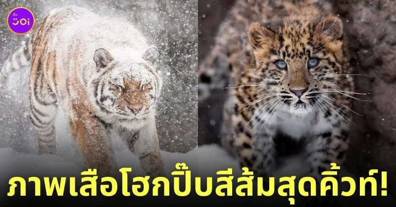 ภาพถ่ายเสือน่ารัก RIKUNOW
