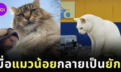 พาส่อง 24 ภาพเหนือจริงสุดฮา “หากเจ้าแมวน้อยกลายเป็นยักษ์ตัวโต” ผลงานจากศิลปิน Andrey Scherbak