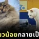 พาส่อง 24 ภาพเหนือจริงสุดฮา “หากเจ้าแมวน้อยกลายเป็นยักษ์ตัวโต” ผลงานจากศิลปิน Andrey Scherbak