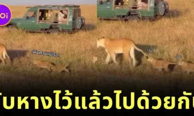 น่ารักเกินต้าน! ลูกเสือสองตัวงับหางต่อกันเดินตามแม่ต้อย ๆ จนกลายเป็นไวรัล