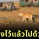 น่ารักเกินต้าน! ลูกเสือสองตัวงับหางต่อกันเดินตามแม่ต้อย ๆ จนกลายเป็นไวรัล