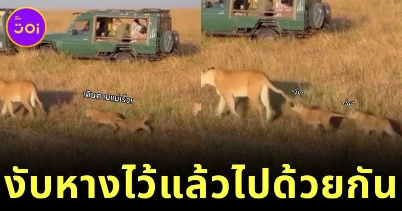 น่ารักเกินต้าน! ลูกเสือสองตัวงับหางต่อกันเดินตามแม่ต้อย ๆ จนกลายเป็นไวรัล