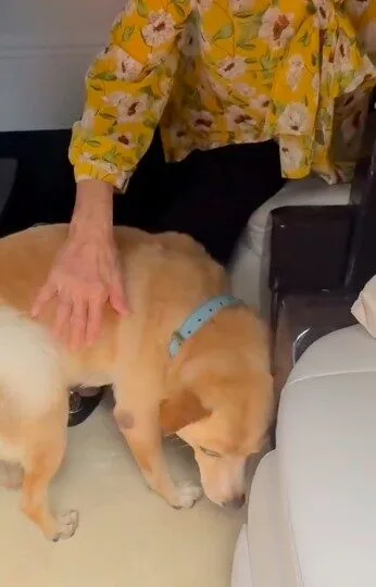 "คุณถั่ว" น้องหมาผู้รักอิสระของ "อั้ม พัชราภา" แอบหนีออกจากบ้าน (อีกแล้ว!)