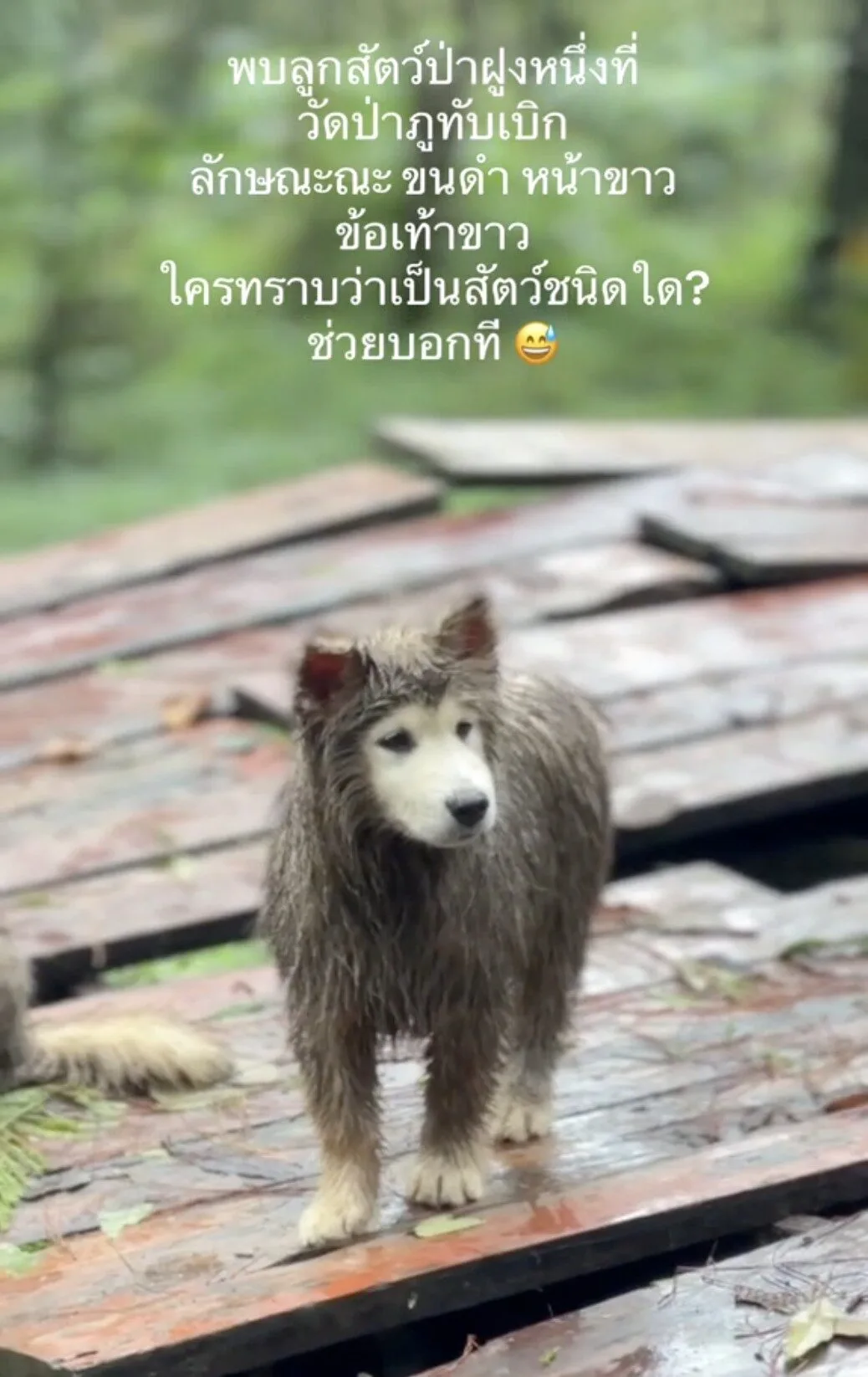 คลิปหมาวัดที่ภูทับเบิก TikTok