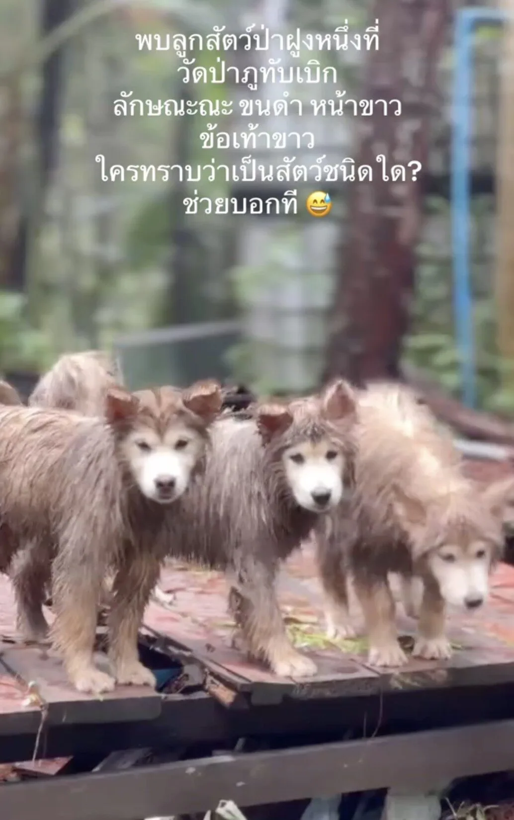 คลิปหมาวัดที่ภูทับเบิก TikTok