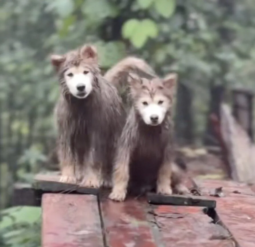 คลิปหมาวัดที่ภูทับเบิก TikTok