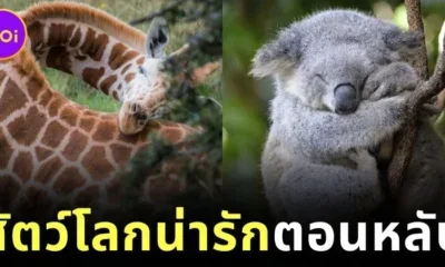 พาส่อง 24 ภาพสัตว์โลกน่ารักตอนนอนหลับ ที่หลายคนไม่เคยเห็นมาก่อน!