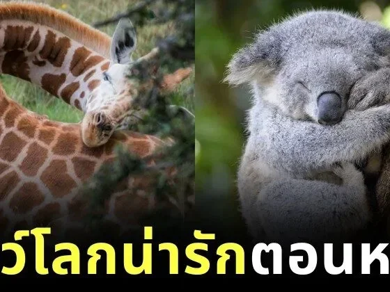 พาส่อง 24 ภาพสัตว์โลกน่ารักตอนนอนหลับ ที่หลายคนไม่เคยเห็นมาก่อน!