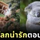 พาส่อง 24 ภาพสัตว์โลกน่ารักตอนนอนหลับ ที่หลายคนไม่เคยเห็นมาก่อน!