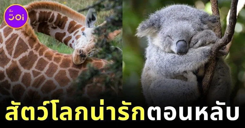 พาส่อง 24 ภาพสัตว์โลกน่ารักตอนนอนหลับ ที่หลายคนไม่เคยเห็นมาก่อน!