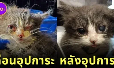 ส่อง 25 ภาพก่อนและหลังแมวจรจัดได้รับอุปการะ พลังแห่งความรักของทาสแมว ทำให้หน้าตาของน้อง ๆ เปลี่ยนมาน่ารักได้จริง! (ภาค 3)