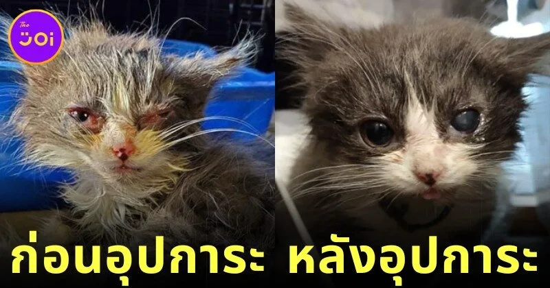 ส่อง 25 ภาพก่อนและหลังแมวจรจัดได้รับอุปการะ พลังแห่งความรักของทาสแมว ทำให้หน้าตาของน้อง ๆ เปลี่ยนมาน่ารักได้จริง! (ภาค 3)