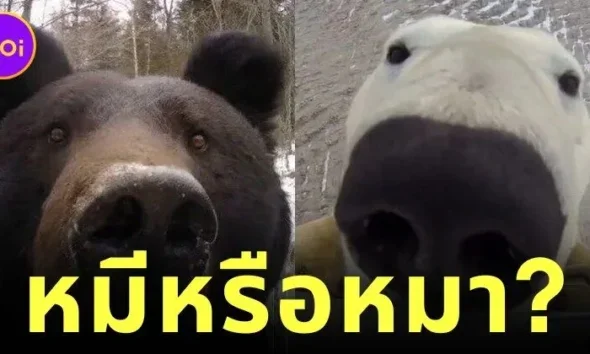 พาส่อง 9 ภาพเซลฟี่ของเจ้าหมีป่าหลากหลายสายพันธุ์ผ่านกล้องล่าสัตว์ (Camera Trap) ที่ทำให้น้องดูเหมือนหมามากกว่าหมี
