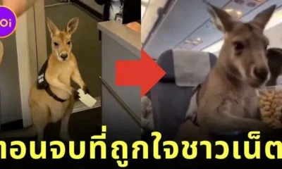 ครีเอเตอร์เอาใจชาวเน็ต! เผยคลิปตอนจบ "ลูกจิงโจ้ได้ขึ้นเครื่องบินจากซิดนีย์ไปดูไบ" ที่สร้างด้วย AI สมจริงไม่แพ้คลิปแรก!