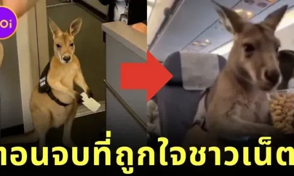 ครีเอเตอร์เอาใจชาวเน็ต! เผยคลิปตอนจบ "ลูกจิงโจ้ได้ขึ้นเครื่องบินจากซิดนีย์ไปดูไบ" ที่สร้างด้วย AI สมจริงไม่แพ้คลิปแรก!