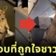 ครีเอเตอร์เอาใจชาวเน็ต! เผยคลิปตอนจบ "ลูกจิงโจ้ได้ขึ้นเครื่องบินจากซิดนีย์ไปดูไบ" ที่สร้างด้วย AI สมจริงไม่แพ้คลิปแรก!