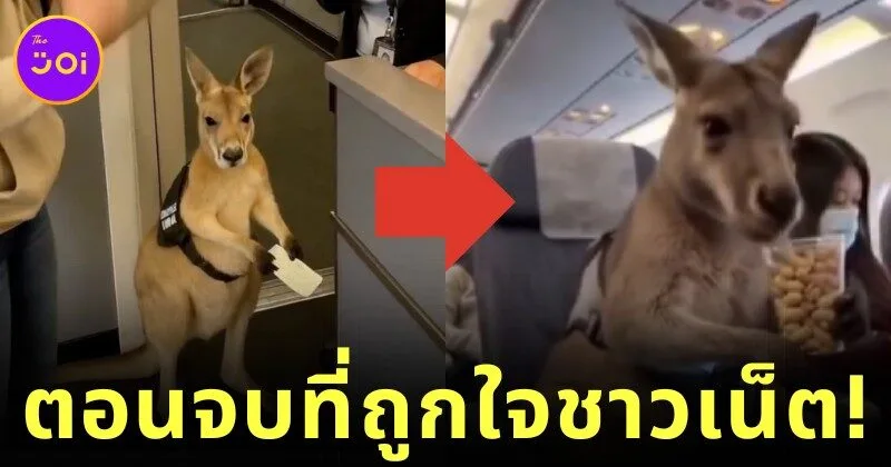 ครีเอเตอร์เอาใจชาวเน็ต! เผยคลิปตอนจบ "ลูกจิงโจ้ได้ขึ้นเครื่องบินจากซิดนีย์ไปดูไบ" ที่สร้างด้วย AI สมจริงไม่แพ้คลิปแรก!