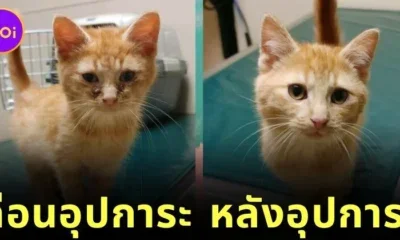 ส่อง 25 ภาพก่อนและหลังแมวจรจัดได้รับอุปการะ พลังแห่งความรักของทาสแมว ทำให้หน้าตาของน้อง ๆ เปลี่ยนมาน่ารักได้จริง! (ภาค 2)