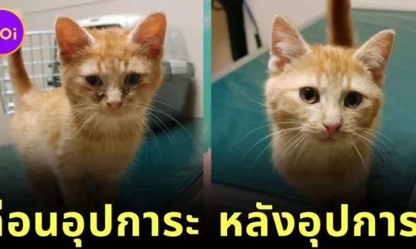 ส่อง 25 ภาพก่อนและหลังแมวจรจัดได้รับอุปการะ พลังแห่งความรักของทาสแมว ทำให้หน้าตาของน้อง ๆ เปลี่ยนมาน่ารักได้จริง! (ภาค 2)