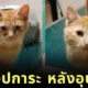 ส่อง 25 ภาพก่อนและหลังแมวจรจัดได้รับอุปการะ พลังแห่งความรักของทาสแมว ทำให้หน้าตาของน้อง ๆ เปลี่ยนมาน่ารักได้จริง! (ภาค 2)