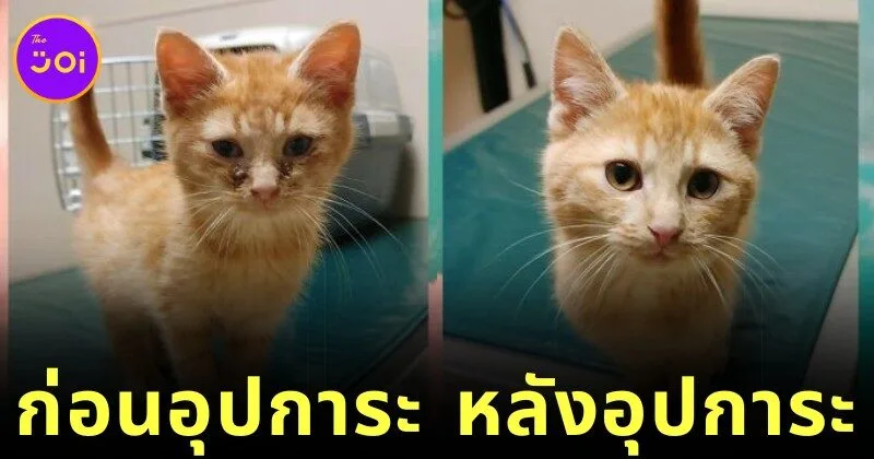 ส่อง 25 ภาพก่อนและหลังแมวจรจัดได้รับอุปการะ พลังแห่งความรักของทาสแมว ทำให้หน้าตาของน้อง ๆ เปลี่ยนมาน่ารักได้จริง! (ภาค 2)