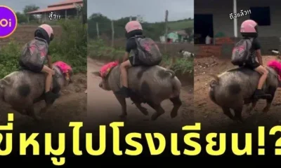 ไวรัล! เด็กชายชาวบราซิลขี่หมูไปโรงเรียน บอกเลยว่าเร็วแรงไม่แพ้ม้า!
