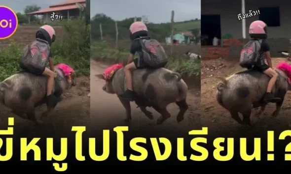 ไวรัล! เด็กชายชาวบราซิลขี่หมูไปโรงเรียน บอกเลยว่าเร็วแรงไม่แพ้ม้า!
