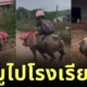 ไวรัล! เด็กชายชาวบราซิลขี่หมูไปโรงเรียน บอกเลยว่าเร็วแรงไม่แพ้ม้า!