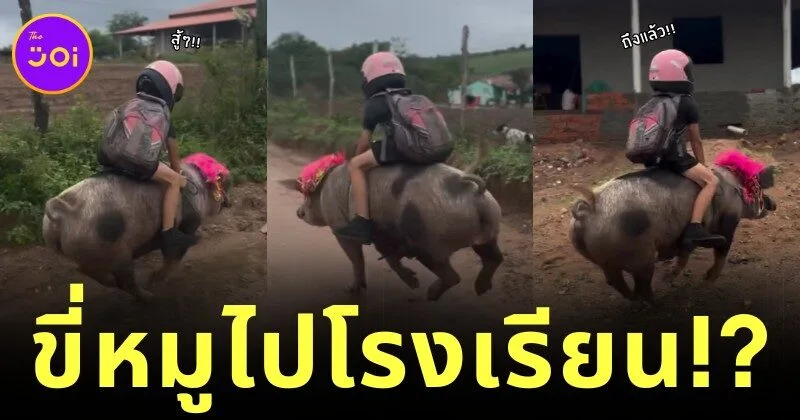 ไวรัล! เด็กชายชาวบราซิลขี่หมูไปโรงเรียน บอกเลยว่าเร็วแรงไม่แพ้ม้า!