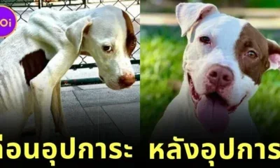 ส่อง 35 ภาพก่อนและหลังสุนัขจรจัดได้รับอุปการะ พลังแห่งความรักของทาสหมา ทำให้หน้าตาของน้อง ๆ เปลี่ยนมาน่ารักได้จริง! (ภาค 4)