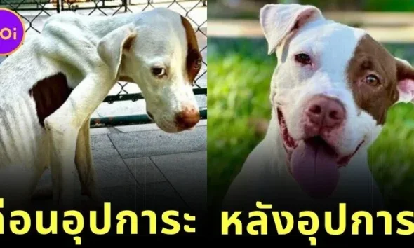ส่อง 35 ภาพก่อนและหลังสุนัขจรจัดได้รับอุปการะ พลังแห่งความรักของทาสหมา ทำให้หน้าตาของน้อง ๆ เปลี่ยนมาน่ารักได้จริง! (ภาค 4)