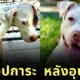ส่อง 35 ภาพก่อนและหลังสุนัขจรจัดได้รับอุปการะ พลังแห่งความรักของทาสหมา ทำให้หน้าตาของน้อง ๆ เปลี่ยนมาน่ารักได้จริง! (ภาค 4)