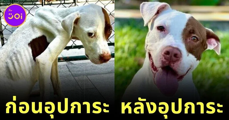 ส่อง 35 ภาพก่อนและหลังสุนัขจรจัดได้รับอุปการะ พลังแห่งความรักของทาสหมา ทำให้หน้าตาของน้อง ๆ เปลี่ยนมาน่ารักได้จริง! (ภาค 4)