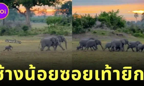 เผยคลิปน่ารักของลูกช้างน้อยซอยเท้ายิกเดินตามครอบครัว ชาวเน็ตแห่แซว "หรือเพราะแม่เรียกหลายรอบแล้วไม่มา เลยถูกทิ้งไว้ข้างหลังตัวเดียว"