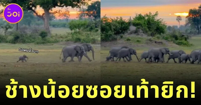 เผยคลิปน่ารักของลูกช้างน้อยซอยเท้ายิกเดินตามครอบครัว ชาวเน็ตแห่แซว "หรือเพราะแม่เรียกหลายรอบแล้วไม่มา เลยถูกทิ้งไว้ข้างหลังตัวเดียว"