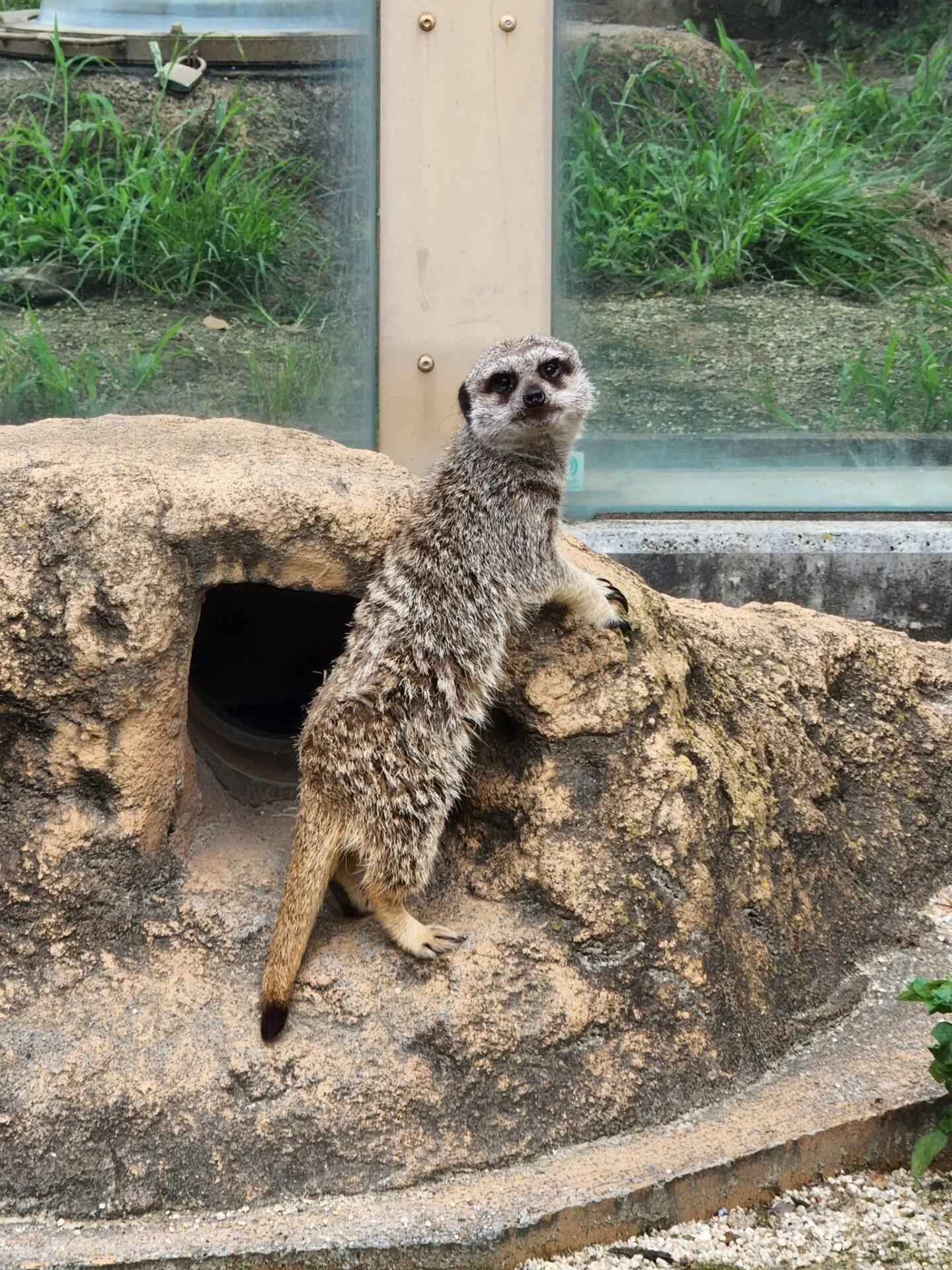ภาพสัตว์โลกน่ารัก สวนสัตว์โทบุ Tobu Zoo ประเทศญี่ปุ่น