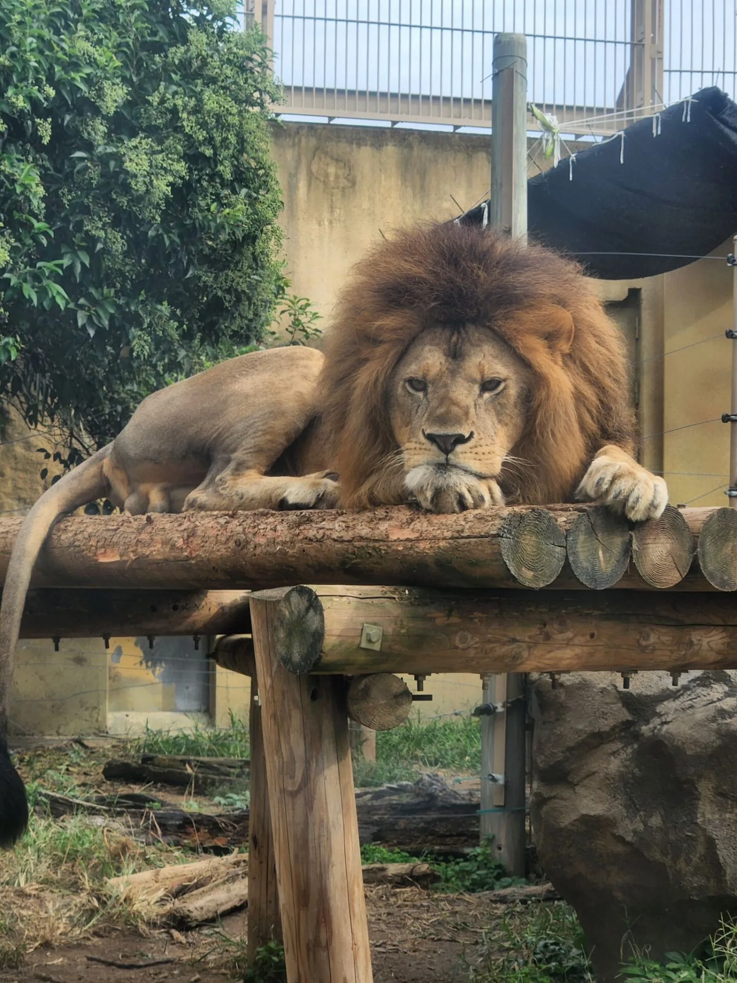 ภาพสัตว์โลกน่ารัก สวนสัตว์โทบุ Tobu Zoo ประเทศญี่ปุ่น