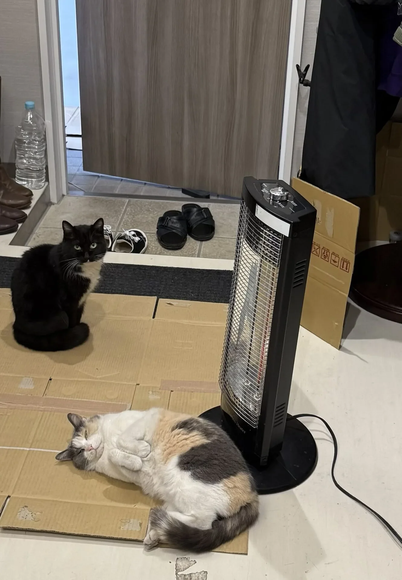ภาพแมวจรหลบอากาศหนาวข้างนอกเข้ามานอนแช่ฮีตเตอร์
