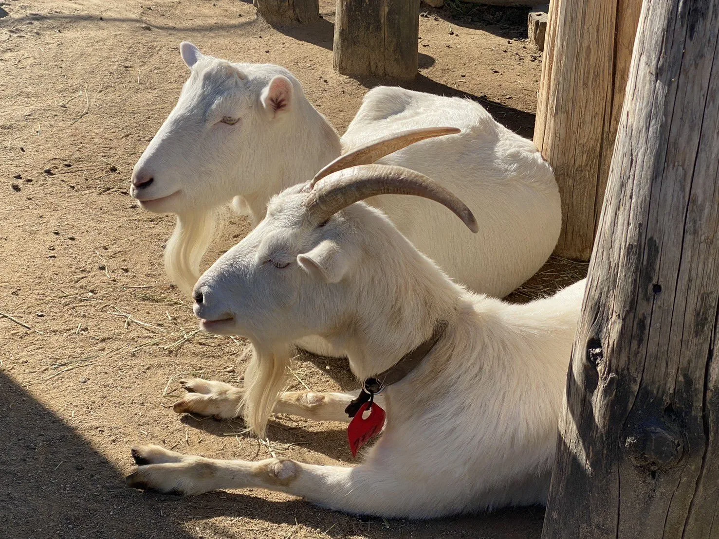 ภาพสัตว์โลกน่ารัก สวนสัตว์โทบุ Tobu Zoo ประเทศญี่ปุ่น