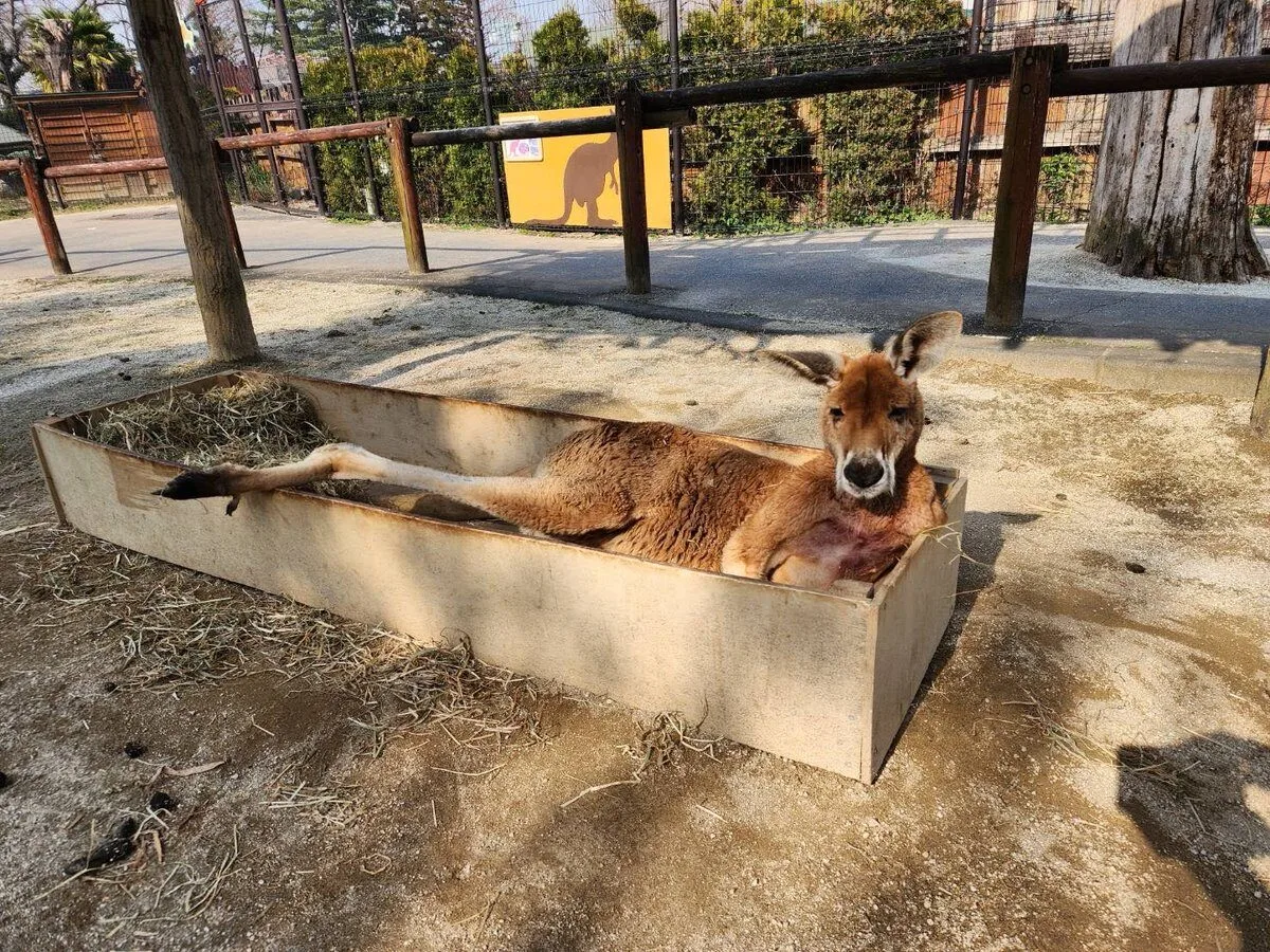 ภาพสัตว์โลกน่ารัก สวนสัตว์โทบุ Tobu Zoo ประเทศญี่ปุ่น