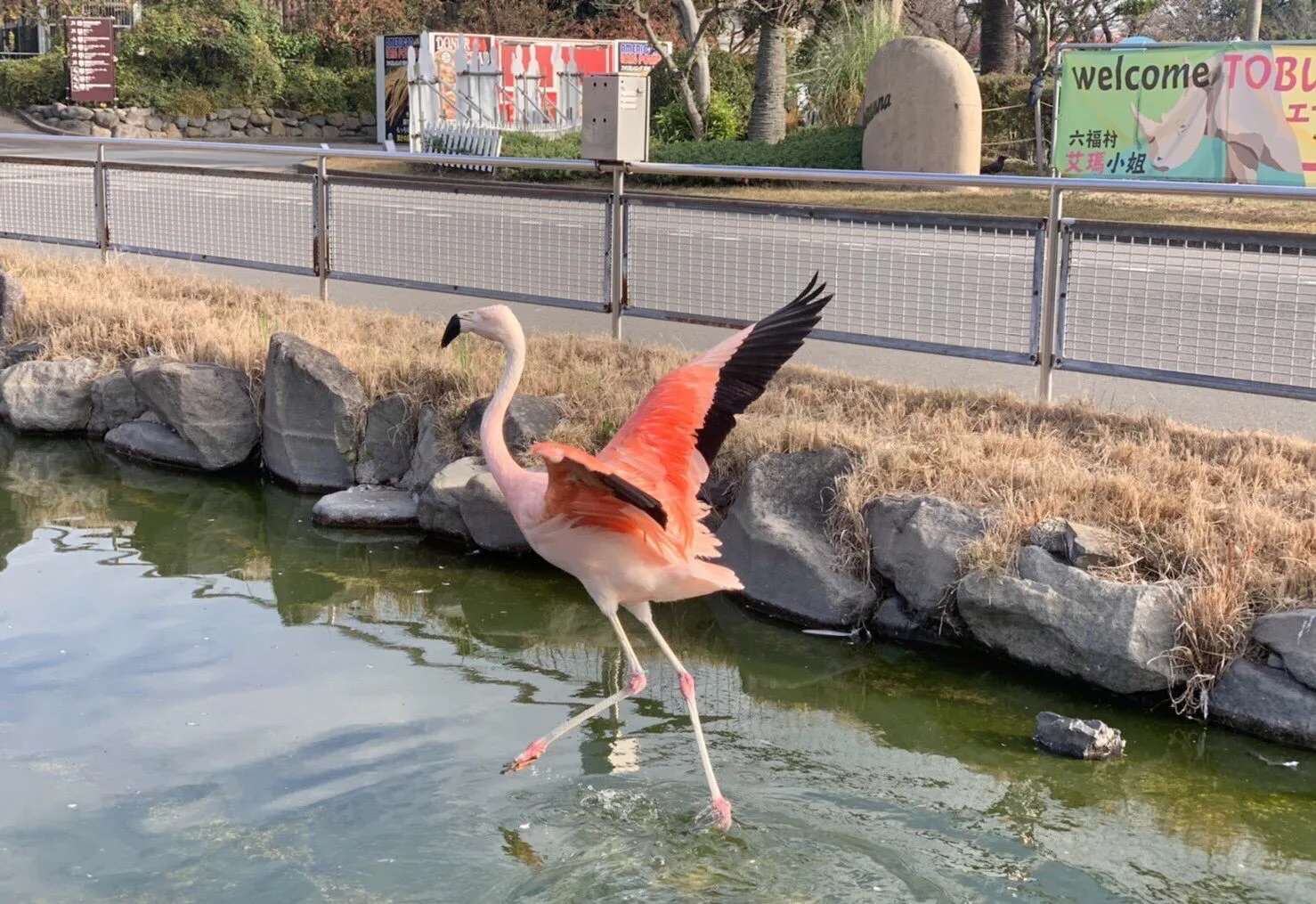 ภาพสัตว์โลกน่ารัก สวนสัตว์โทบุ Tobu Zoo ประเทศญี่ปุ่น