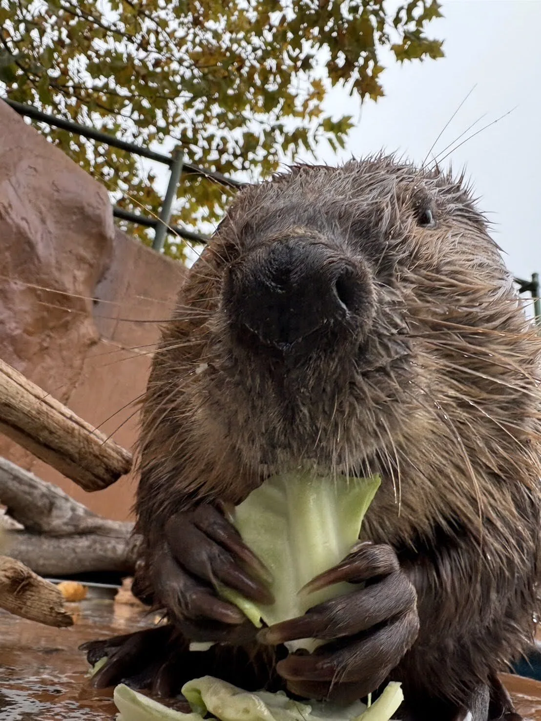 ภาพสัตว์โลกน่ารัก สวนสัตว์โทบุ Tobu Zoo ประเทศญี่ปุ่น