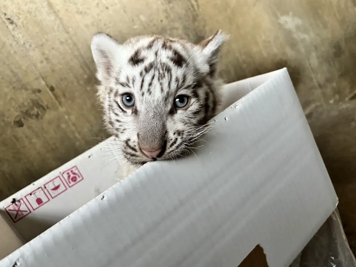 ภาพสัตว์โลกน่ารัก สวนสัตว์โทบุ Tobu Zoo ประเทศญี่ปุ่น