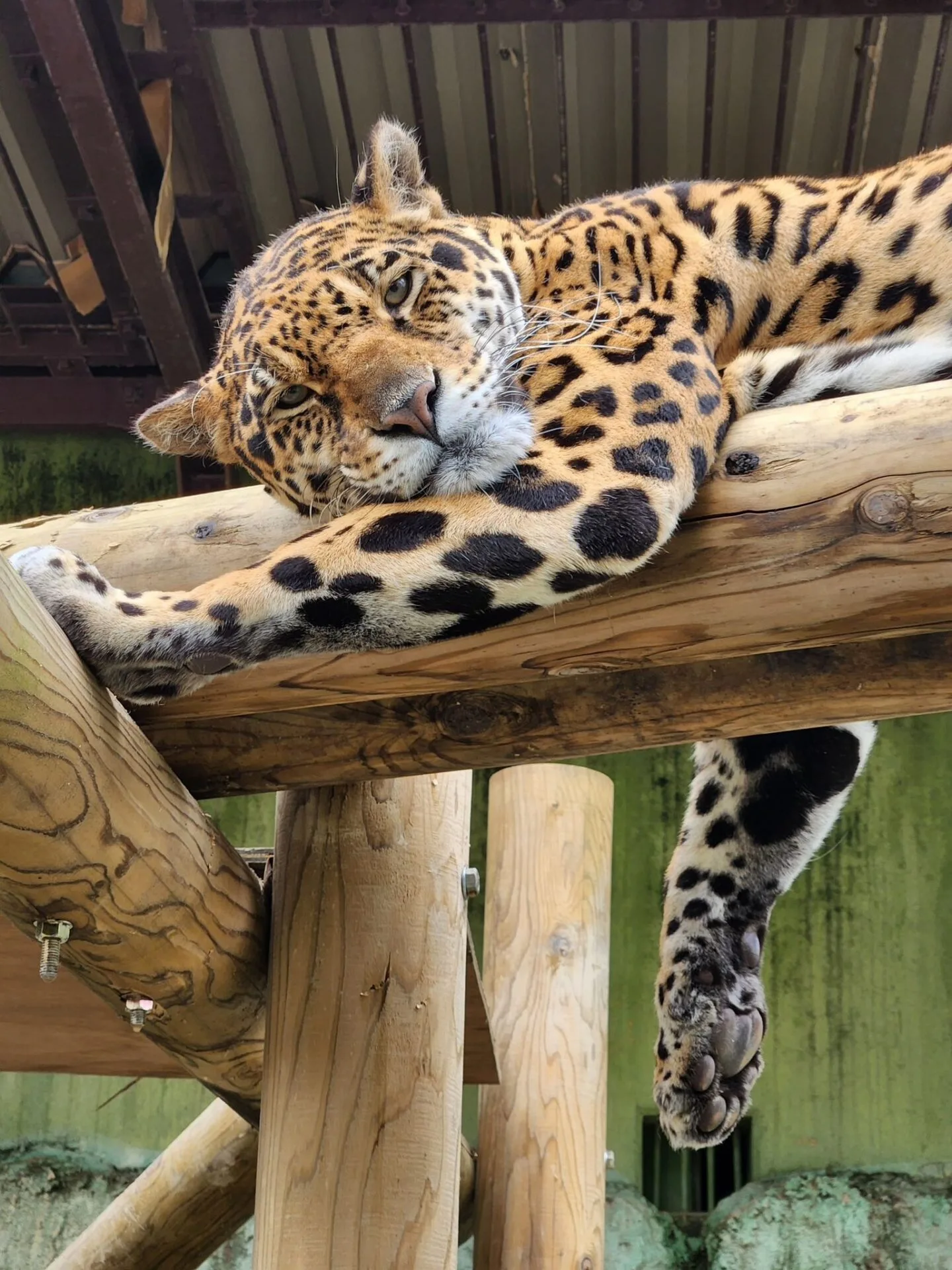 ภาพสัตว์โลกน่ารัก สวนสัตว์โทบุ Tobu Zoo ประเทศญี่ปุ่น