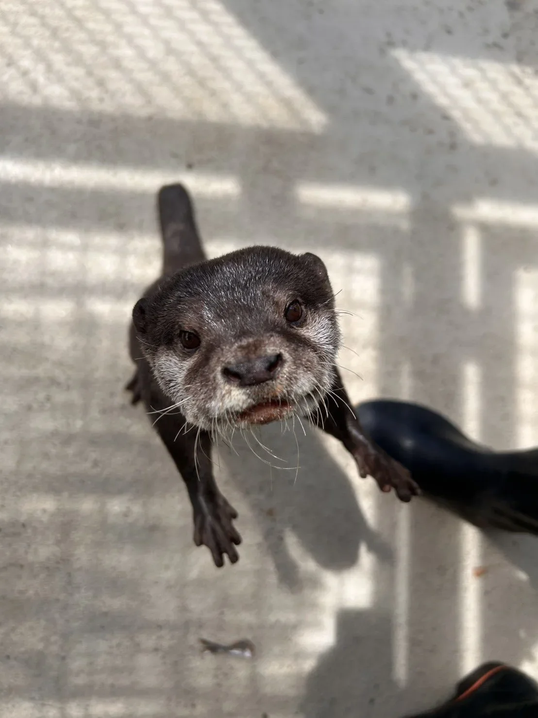 ภาพสัตว์โลกน่ารัก สวนสัตว์โทบุ Tobu Zoo ประเทศญี่ปุ่น