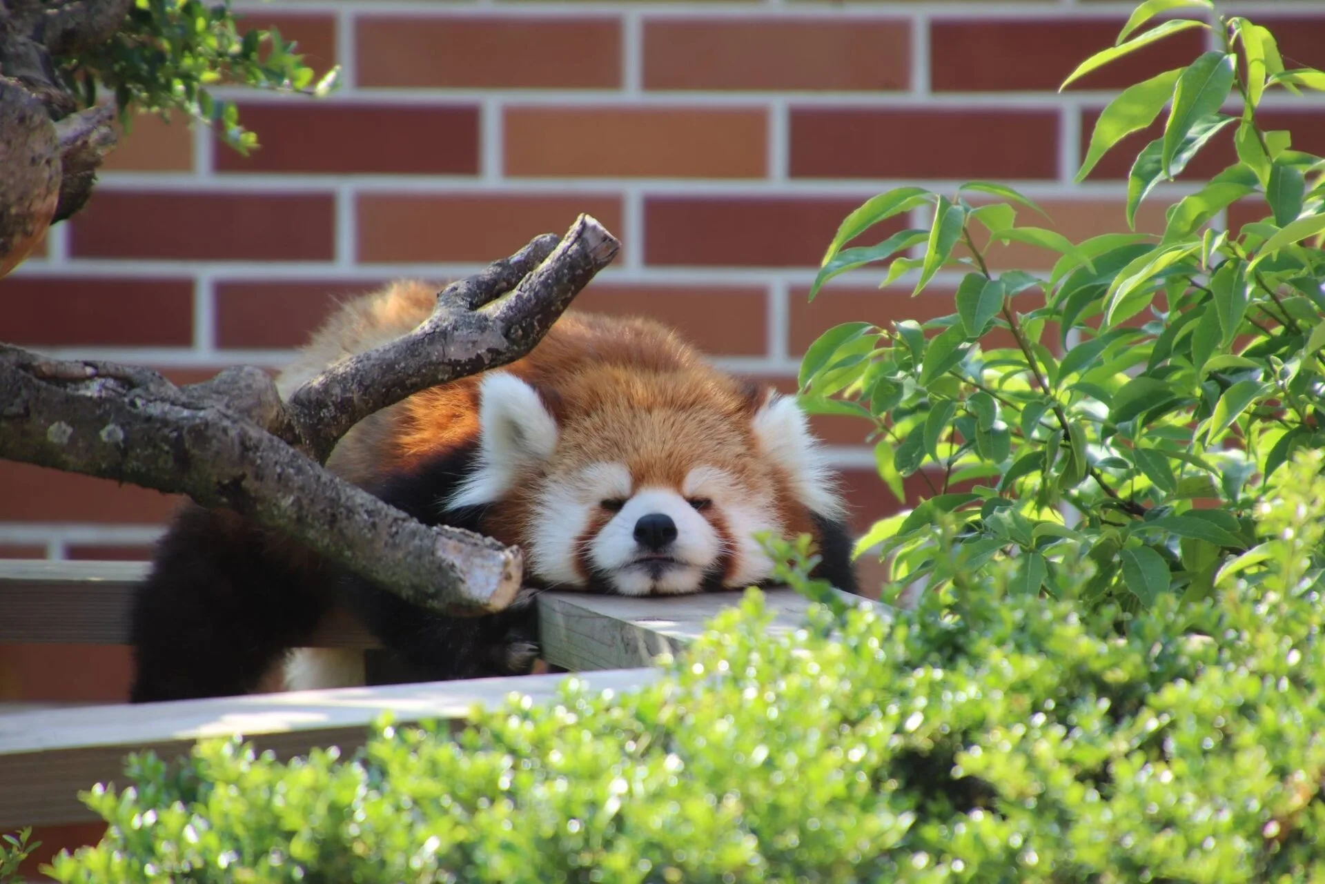 ภาพสัตว์โลกน่ารัก สวนสัตว์โทบุ Tobu Zoo ประเทศญี่ปุ่น