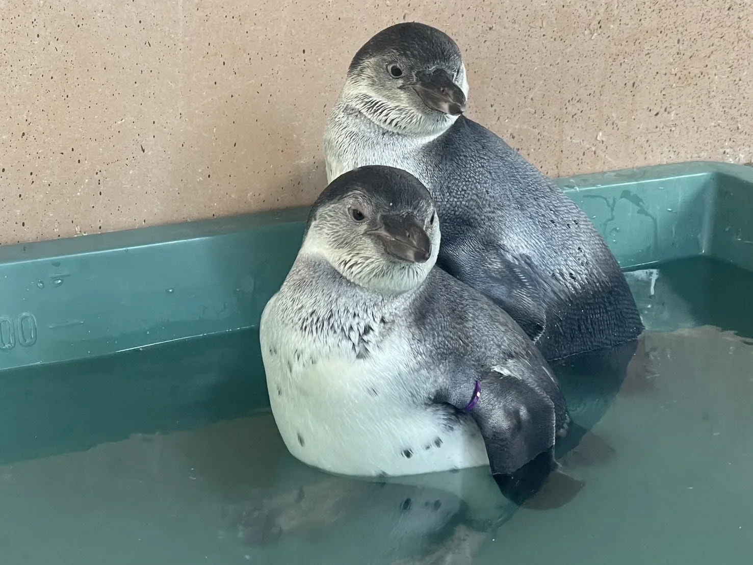 ภาพสัตว์โลกน่ารัก สวนสัตว์โทบุ Tobu Zoo ประเทศญี่ปุ่น
