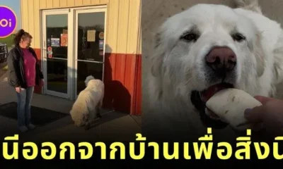 “แม็กซ์ (Max)” เจ้าหมาแสนรู้! หนีออกจากบ้านกลางดึก เดิน 11 กิโลเตร มารอเบอร์ริโต้หน้าร้านโปรดทุกวัน