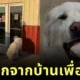 “แม็กซ์ (Max)” เจ้าหมาแสนรู้! หนีออกจากบ้านกลางดึก เดิน 11 กิโลเตร มารอเบอร์ริโต้หน้าร้านโปรดทุกวัน