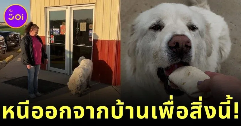 “แม็กซ์ (Max)” เจ้าหมาแสนรู้! หนีออกจากบ้านกลางดึก เดิน 11 กิโลเตร มารอเบอร์ริโต้หน้าร้านโปรดทุกวัน